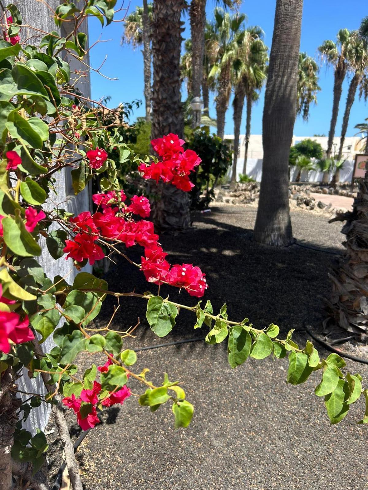 Apartamentos Gala Corralejo Luaran gambar